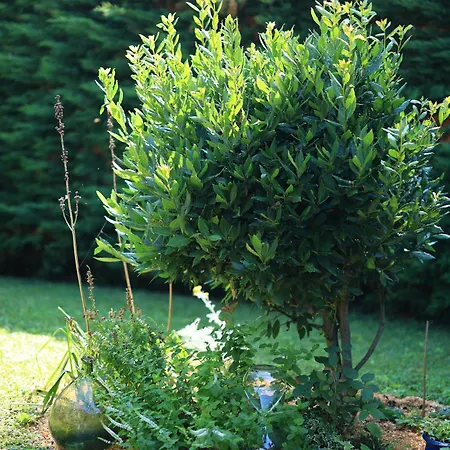 B&B A L'ecole Buissonniere, D'hotes En Sidobre